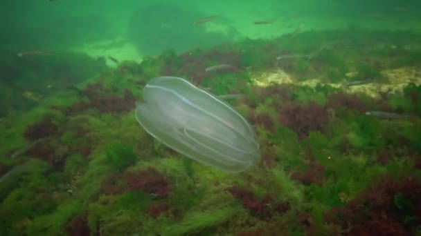 Морские Вторжения Медузы Ctenophora Mnemiopsis Mnemiopsis Leidyi Ctenophores Хищный Гребень — стоковое видео