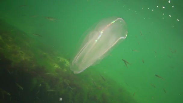 Морские Вторжения Медузы Ctenophora Mnemiopsis Mnemiopsis Leidyi Ctenophores Хищный Гребень — стоковое видео