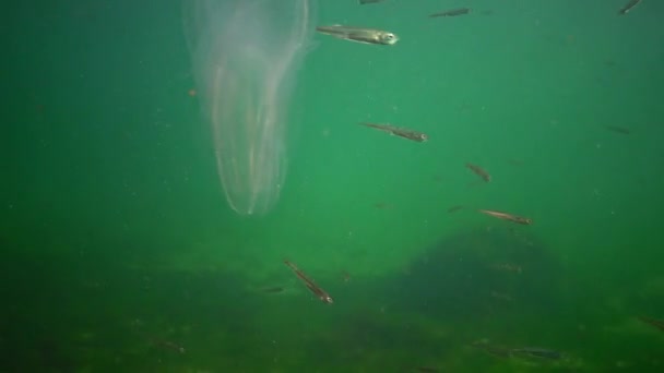 Морские Вторжения Медузы Ctenophora Mnemiopsis Mnemiopsis Leidyi Ctenophores Хищный Гребень — стоковое видео