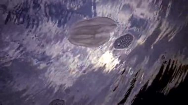 Deniz istilası denizanası ctenophora Mnemiopsis (Mnemiopsis leidyi). Ctenophores, Karadeniz 'i istila eden yırtıcı taraklı denizanası