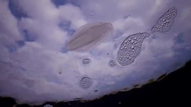 Deniz istilası denizanası ctenophora Mnemiopsis (Mnemiopsis leidyi). Ctenophores, Karadeniz 'i istila eden yırtıcı taraklı denizanası