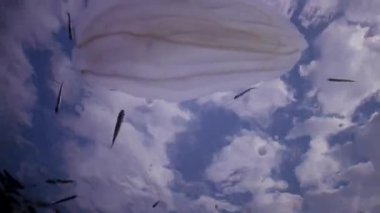 Deniz istilası denizanası ctenophora Mnemiopsis (Mnemiopsis leidyi). Ctenophores, Karadeniz 'i istila eden yırtıcı taraklı denizanası