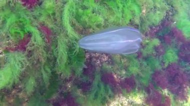 Deniz istilası denizanası ctenophora Mnemiopsis (Mnemiopsis leidyi). Ctenophores, Karadeniz 'i istila eden yırtıcı taraklı denizanası