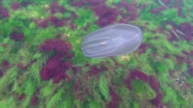 Deniz istilası denizanası ctenophora Mnemiopsis (Mnemiopsis leidyi). Ctenophores, Karadeniz 'i istila eden yırtıcı taraklı denizanası