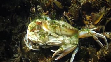 Yengeç üretimi (Liocarcinus holsatus). Çiftleşmeden önce erkek ve dişi. Karadeniz