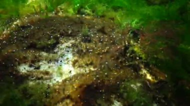 Denizde fotosentez, algler tarafından sentezlenen oksijen kabarcıkları. Su altı kayaları üzerinde yeşil ve kırmızı algler (Enteromorpha, Ulva, Seramium, Polisiphonia). Odessa Körfezi, Karadeniz