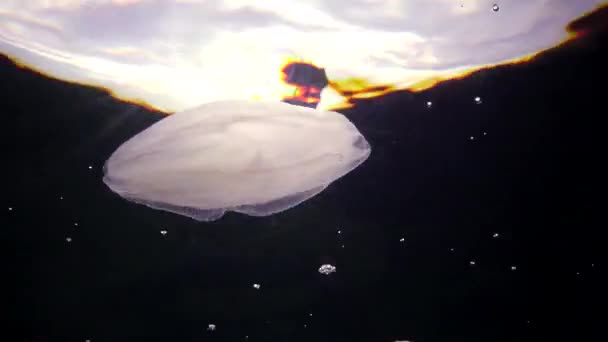 Invasions marines méduses ctenophora Mnémiopsis (Mnemiopsis leidyi). Ctenophores, prédateur comb méduses envahisseur de la mer Noire 