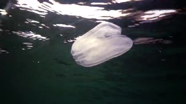 Mariene Invasies Kwallen Ctenophora Mnemiopsis Mnemiopsis Leidyi Ctenophores Roofzuchtige Kwallen — Stockvideo