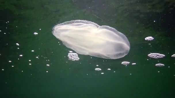 Tengeri Inváziók Medúza Ctenophora Mnemiopsis Mnemiopsis Leidyi Tenofórok Ragadozó Fésű — Stock videók