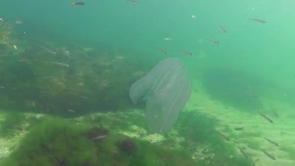 Marine Invasions Jellyfish Ctenophora Mnemiopsis Mnemiopsis Leidyi Ctenophores Predatory Comb — Stock Video