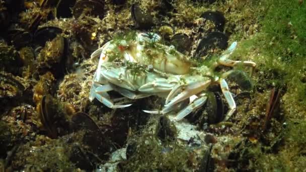 Reproduction Crabs Liocarcinus Holsatus Male Female Mating Black Sea — Stock Video