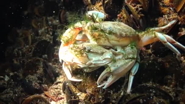 Reproductie Van Krabben Liocarcinus Holsatus Man Vrouw Voor Paring Zwarte — Stockvideo