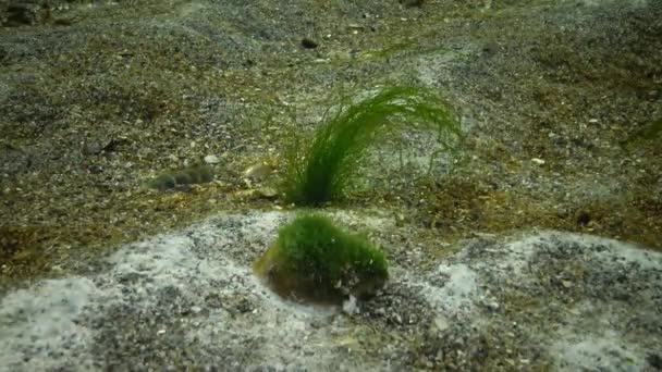 Grünalgen Auf Dem Meeresboden Bedeckt Mit Schimmel Von Marinen Pilzarten — Stockvideo