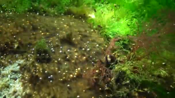 Fotosynthese Zee Zuurstofbellen Gesynthetiseerd Door Algen Groene Rode Algen Onderwaterrotsen — Stockvideo