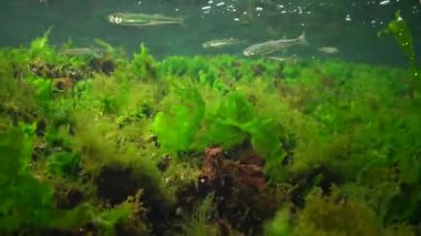 Denizde fotosentez, sualtı manzarası, balık Atherina Pontica. Su altı kayaları üzerinde yeşil, kırmızı ve kahverengi algler (Enteromorpha, Ulva, Seramium, Polisiphonia). Odessa Körfezi, Karadeniz