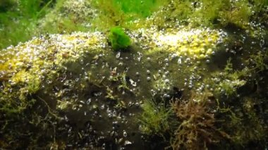 Denizde fotosentez, algler tarafından sentezlenen oksijen kabarcıkları. Su altı kayaları üzerinde yeşil ve kırmızı algler (Enteromorpha, Ulva, Seramium, Polisiphonia). Odessa Körfezi, Karadeniz