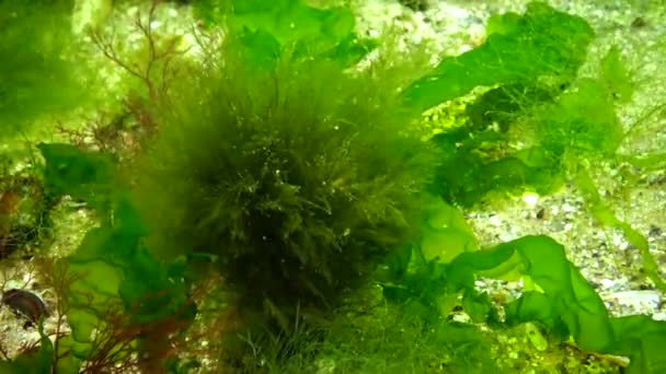 水落石出 海洋中的光合作用 水下景观 水下岩石上的绿藻 红藻和褐藻 敖德萨湾 — 图库视频影像
