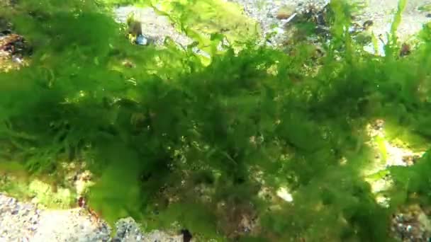 Fotosíntesis Mar Paisaje Submarino Algas Verdes Fondo Marino Enteromorpha Ulva — Vídeo de stock