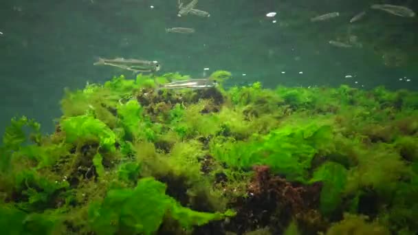 Фотосинтез Морі Підводний Ландшафт Риба Atherina Pontica Зелені Червоні Коричневі — стокове відео