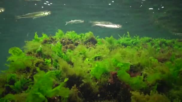 Fotosíntesis Mar Paisaje Submarino Peces Atherina Pontica Algas Verdes Rojas — Vídeo de stock