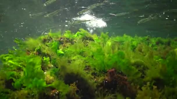 Fotosíntesis Mar Paisaje Submarino Peces Atherina Pontica Algas Verdes Rojas — Vídeos de Stock