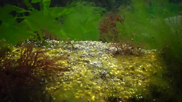 海での光合成 藻類によって合成された酸素泡 水中の岩の上に緑と赤の藻類 エンテロモルファ ウルバ セラミウム ポリフォニア オデッサ湾黒海 — ストック動画