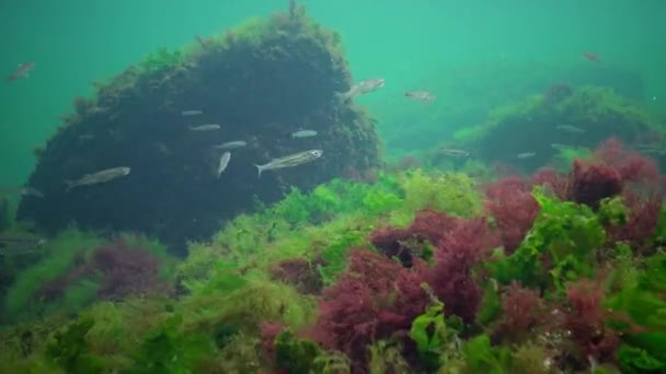 Fotosíntesis Mar Paisaje Submarino Peces Atherina Pontica Algas Verdes Rojas — Vídeo de stock