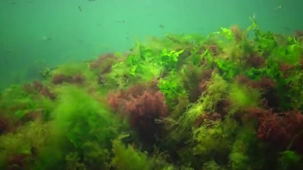 Fotossíntese Mar Paisagem Subaquática Peixe Atherina Pontica Algas Verdes Vermelhas — Vídeo de Stock