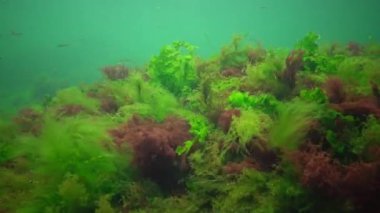 Denizde fotosentez, sualtı manzarası, balık Atherina Pontica. Su altı kayaları üzerinde yeşil, kırmızı ve kahverengi algler (Enteromorpha, Ulva, Seramium, Polisiphonia). Odessa Körfezi, Karadeniz