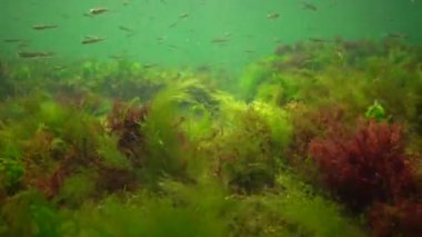 Denizde fotosentez, sualtı manzarası, balık Atherina Pontica. Su altı kayaları üzerinde yeşil, kırmızı ve kahverengi algler (Enteromorpha, Ulva, Seramium, Polisiphonia). Odessa Körfezi, Karadeniz