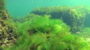 Denizde fotosentez, sualtı manzarası, balık Atherina Pontica. Su altı kayaları üzerinde yeşil, kırmızı ve kahverengi algler (Enteromorpha, Ulva, Seramium, Polisiphonia). Odessa Körfezi, Karadeniz