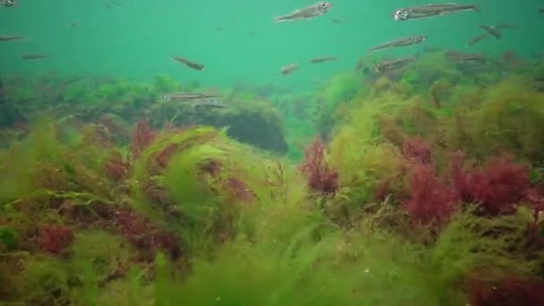 Fotosyntéza Moři Podvodní Krajina Ryby Atherina Pontica Zelené Červené Hnědé — Stock video