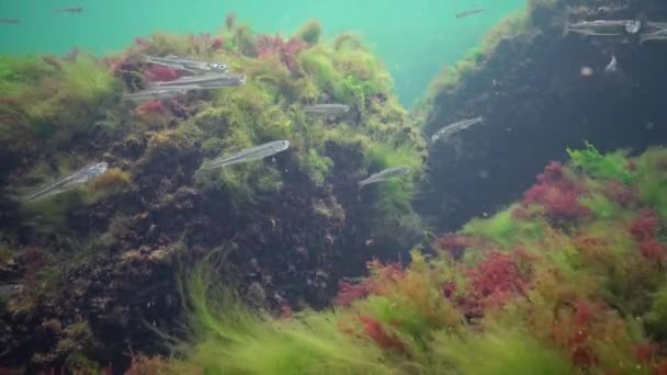 Fotossíntese Mar Paisagem Subaquática Peixe Atherina Pontica Algas Verdes Vermelhas — Vídeo de Stock