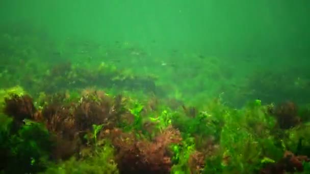Photosynthèse dans la mer, paysage sous-marin, poissons Atherina pontica. Algues vertes, rouges et brunes sur les roches sous-marines (Enteromorpha, Ulva, Ceramium, Polisiphonia). Golfe d'Odessa, Mer Noire 