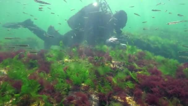 Fotosíntesis Mar Paisaje Submarino Peces Atherina Pontica Algas Verdes Rojas — Vídeo de stock