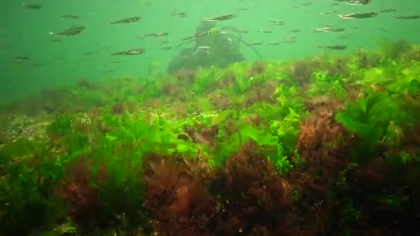 바다의 광합성 물고기 암석에 갈색의 Enteromorpha Ulva Ceramium Polisiphonia 오데사 — 비디오