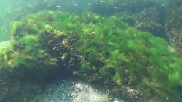 Denizde Fotosentez Sualtı Manzarası Balık Atherina Pontica Altı Kayaları Üzerinde — Stok video