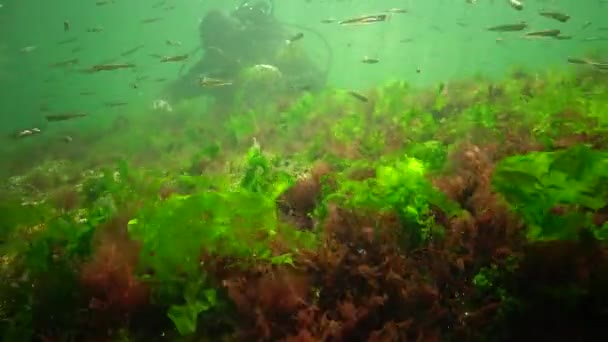 Photosynthesis Sea Underwater Landscape Fish Atherina Pontica Green Red Brown — Stock Video