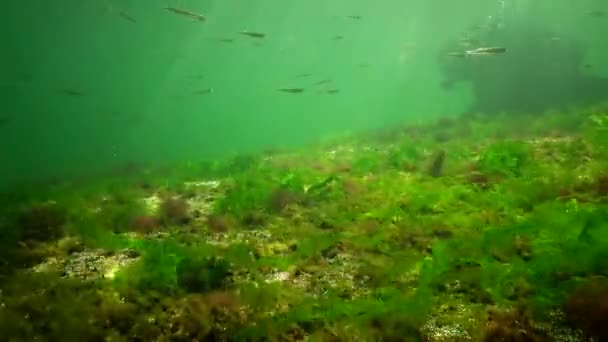 Fotosíntesis Mar Paisaje Submarino Peces Atherina Pontica Algas Verdes Rojas — Vídeo de stock