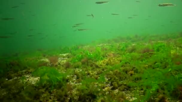 Fotosíntesis Mar Paisaje Submarino Peces Atherina Pontica Algas Verdes Rojas — Vídeo de stock