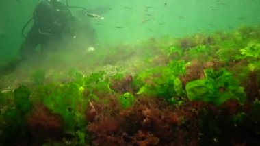 Denizde fotosentez, sualtı manzarası, balık Atherina Pontica. Su altı kayaları üzerinde yeşil, kırmızı ve kahverengi algler (Enteromorpha, Ulva, Seramium, Polisiphonia). Odessa Körfezi, Karadeniz