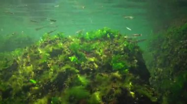 Denizde fotosentez, sualtı manzarası, balık Atherina Pontica. Su altı kayaları üzerinde yeşil, kırmızı ve kahverengi algler (Enteromorpha, Ulva, Seramium, Polisiphonia). Odessa Körfezi, Karadeniz