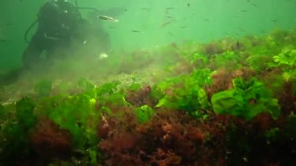 Fotosíntesis Mar Paisaje Submarino Peces Atherina Pontica Algas Verdes Rojas — Vídeos de Stock