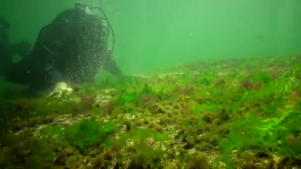 Фотосинтез Море Подводный Пейзаж Рыба Atherina Pontica Зеленые Красные Коричневые — стоковое видео