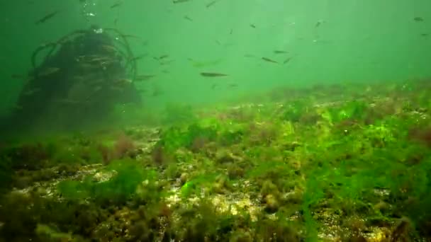 Фотосинтез Море Подводный Пейзаж Рыба Atherina Pontica Зеленые Красные Коричневые — стоковое видео