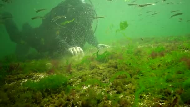 Photosynthèse Dans Mer Paysage Sous Marin Poissons Atherina Pontica Algues — Video
