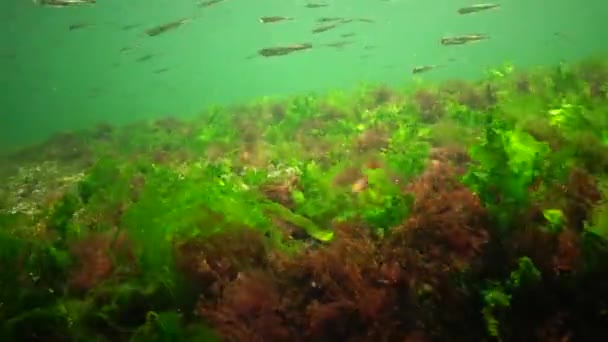 海での光合成 水中の風景 魚アスリナポンティカ 水中の岩の上に緑 茶色の藻類 エンテロモルファ ウルヴァ セラミウム ポリフォニア オデッサ湾黒海 — ストック動画
