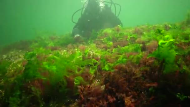Fotosíntesis Mar Paisaje Submarino Peces Atherina Pontica Algas Verdes Rojas — Vídeo de stock