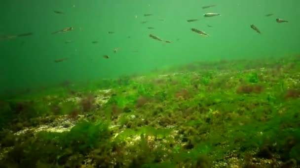 Fotosynthese Zee Onderwaterlandschap Vissen Atherina Pontica Groene Rode Bruine Algen — Stockvideo