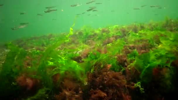 Fotossíntese Mar Paisagem Subaquática Peixe Atherina Pontica Algas Verdes Vermelhas — Vídeo de Stock